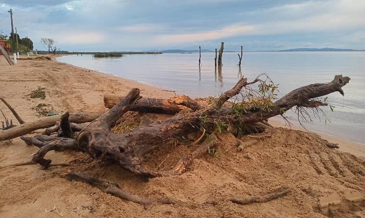 Chuvas deixam rastro de troncos e sedimentos nas orlas do Lago Guaíba; Barra do Ribeiro e Guaíba mobilizam equipes de limpeza