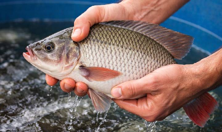 Feira do Peixe Vivo terá novo local em Barra do Ribeiro