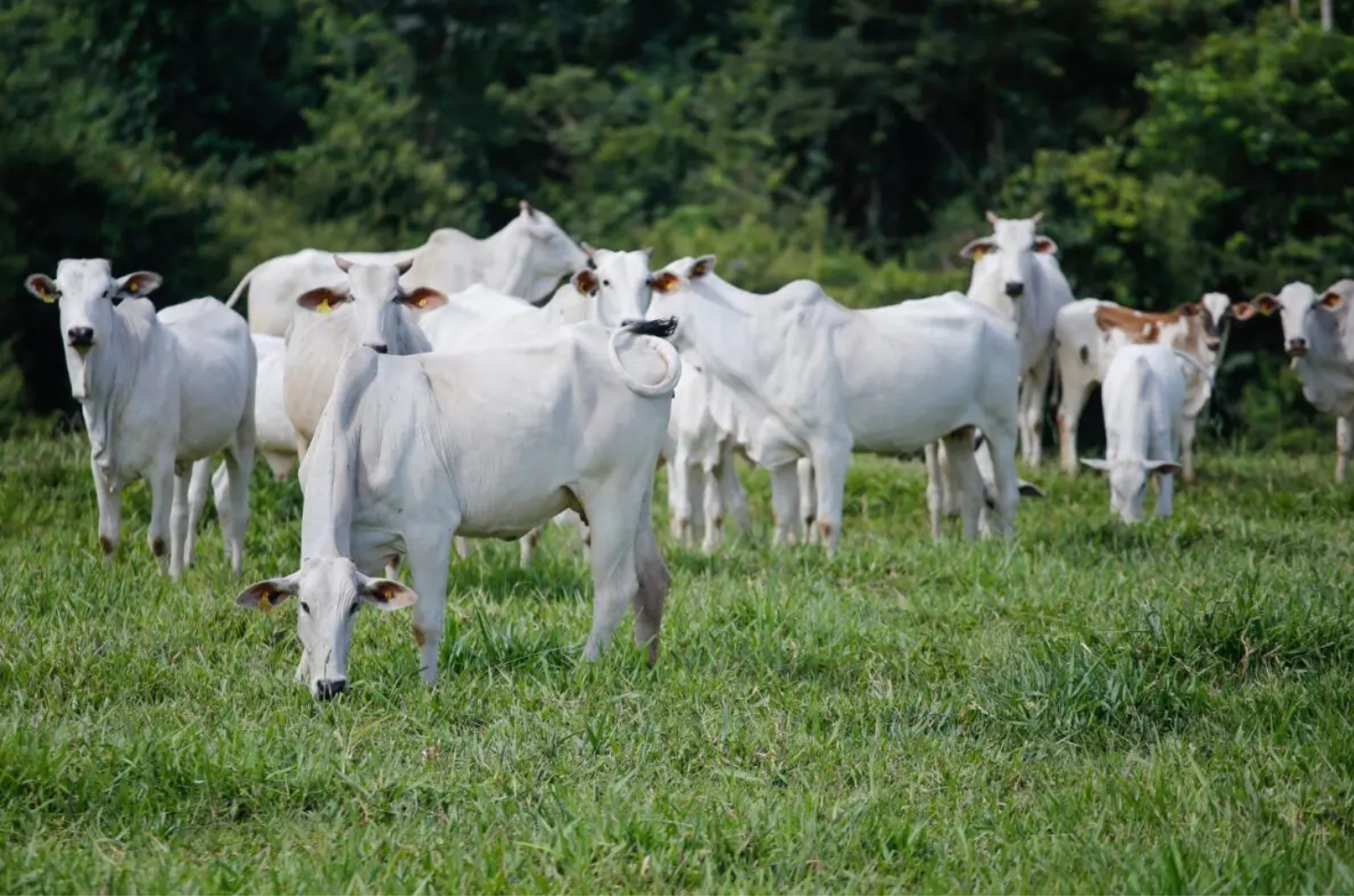 Abate de bovinos cresce 15,2% em 2024 e bate recorde histórico