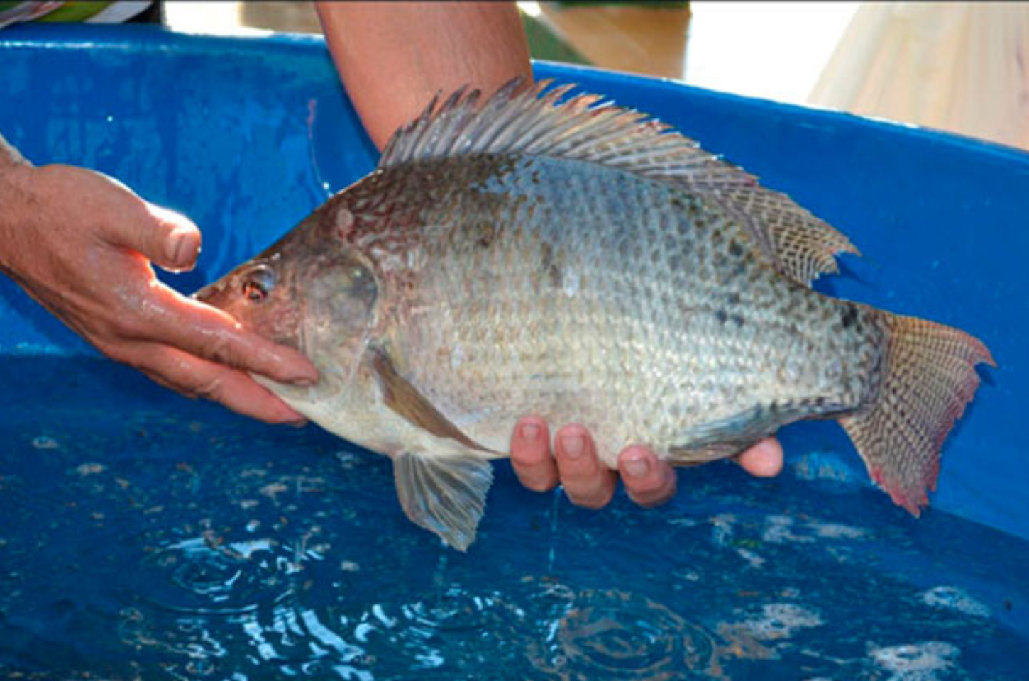 Feira do Peixe Vivo movimentará a Praça João Budelon nesta quinta-feira em Barra do Ribeiro