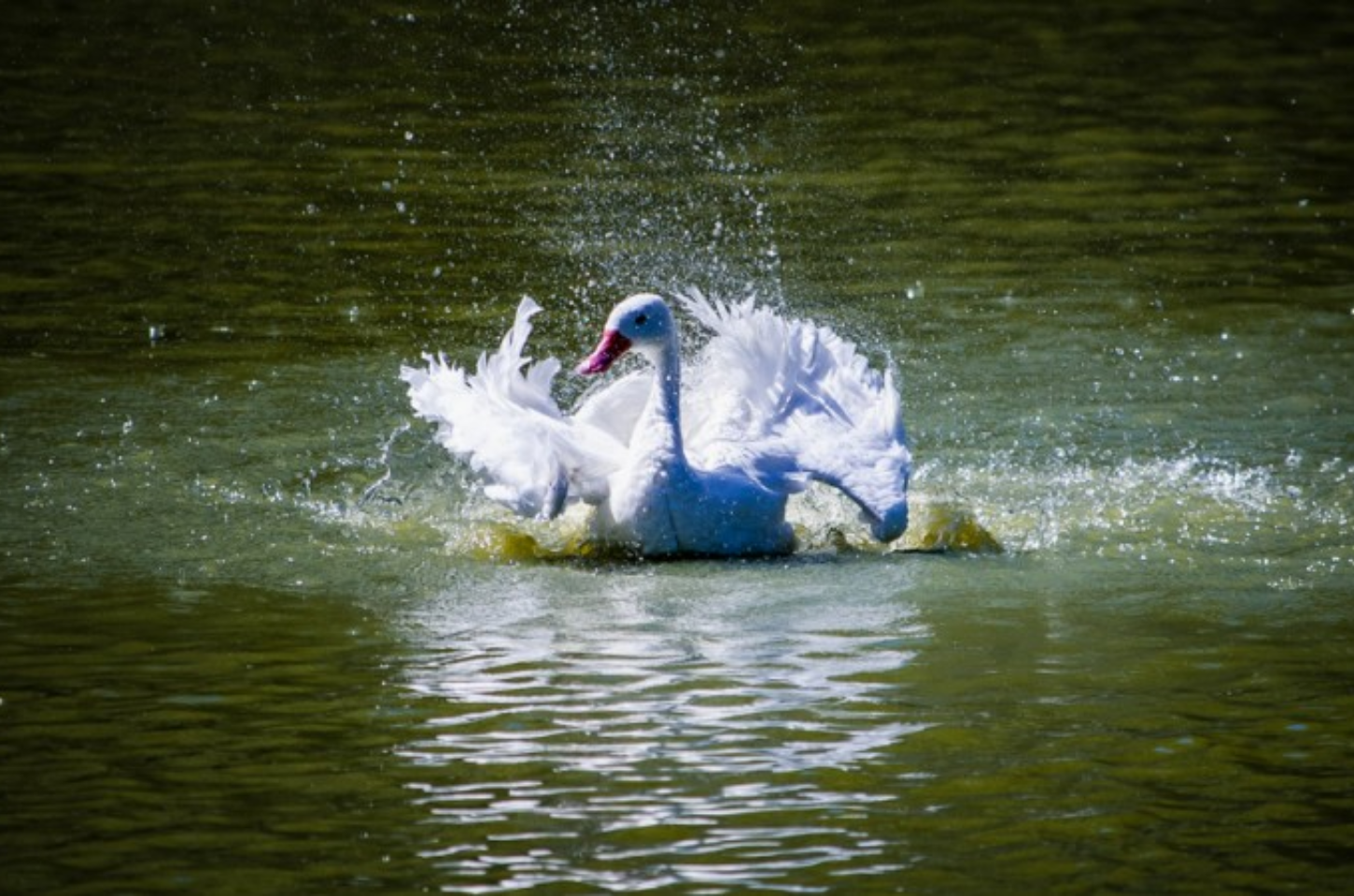 Confirmados casos de Gripe Aviária em Sapucaia do Sul e Montenegro
