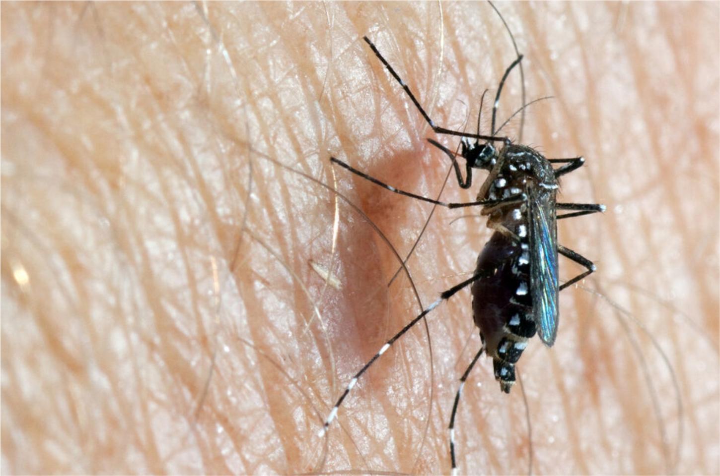 Dengue e chikungunya custaram R$ 1,2 bilhão ao sistema de saúde em dez anos