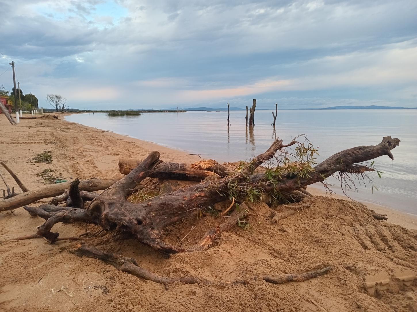 Chuvas deixam rastro de troncos e sedimentos nas orlas do Lago Guaíba; Barra do Ribeiro e Guaíba mobilizam equipes de limpeza